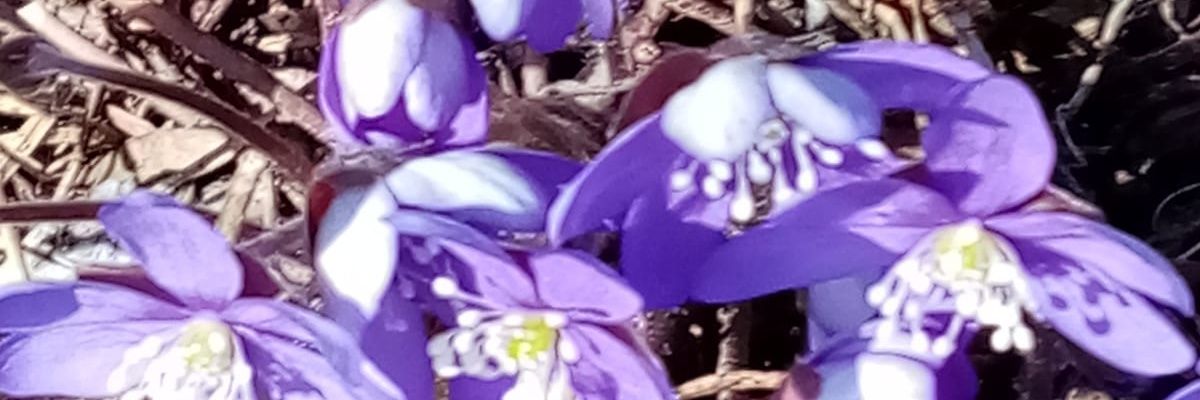 EllenT99666870's profile banner image