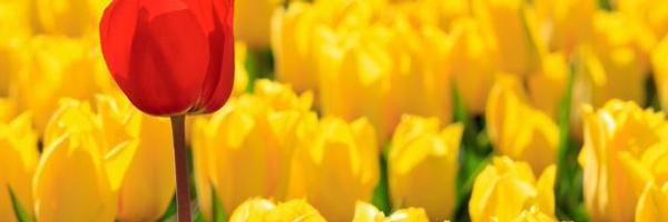 olatheonly Profile Banner