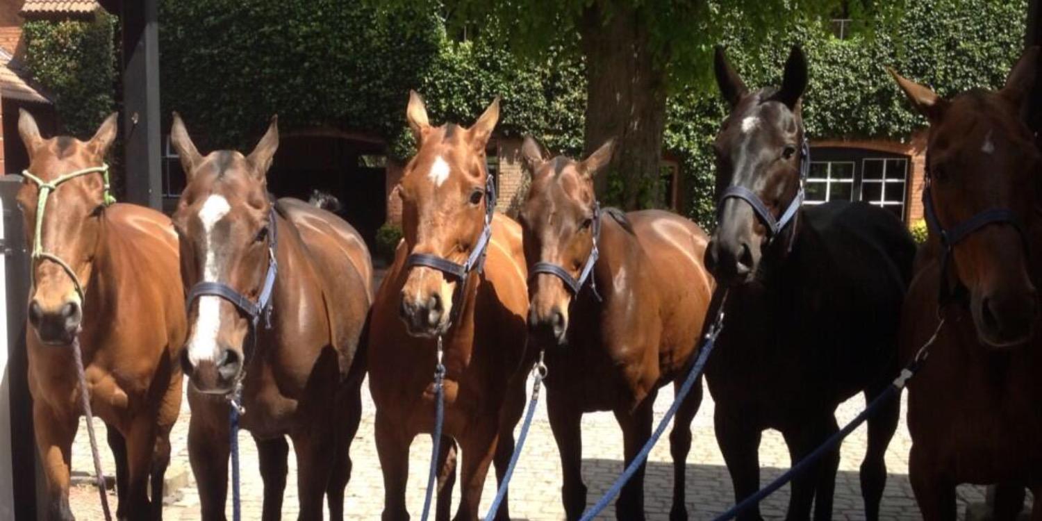 CW_polo's profile banner image