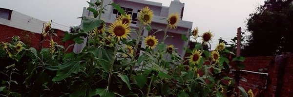 VikashK23838908 Profile Banner