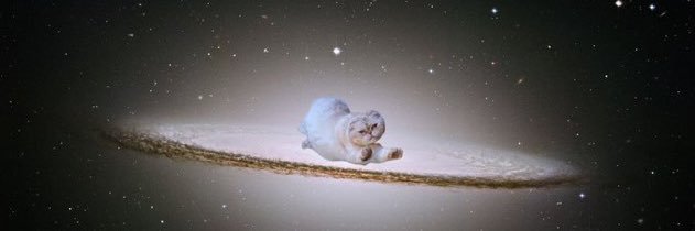 dibbles ᕕ( ᐛ )ᕗ banner