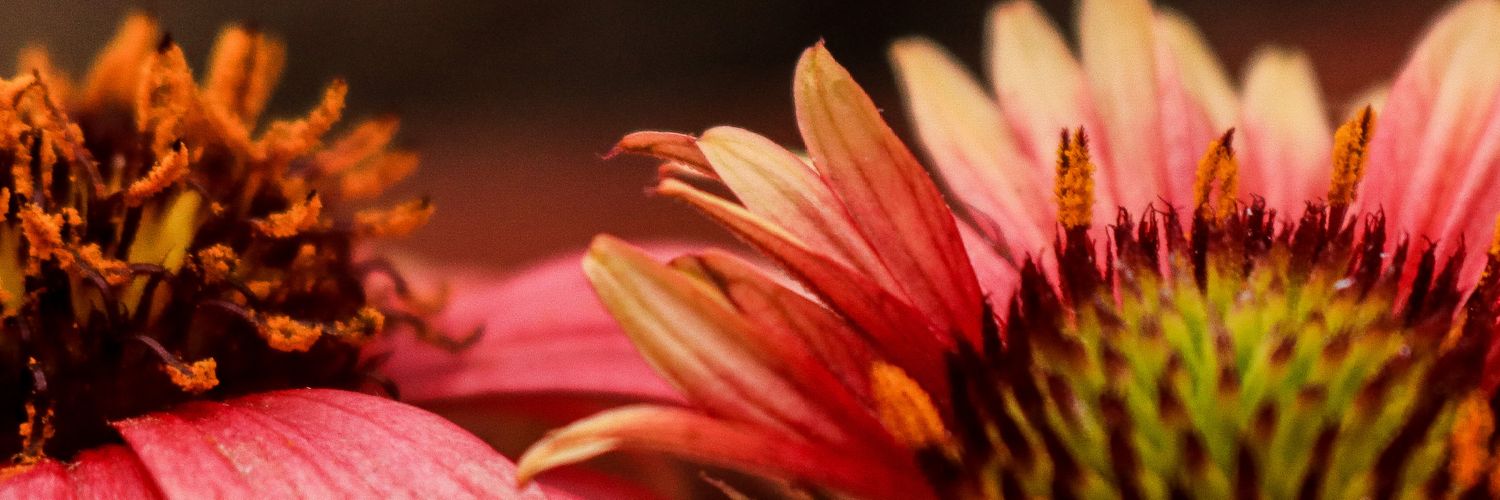 Dikshalee Bassi banner