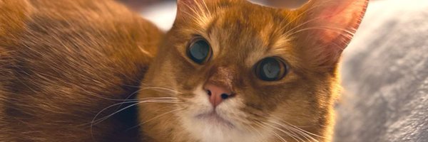 PONKICHI_XBOX Profile Banner