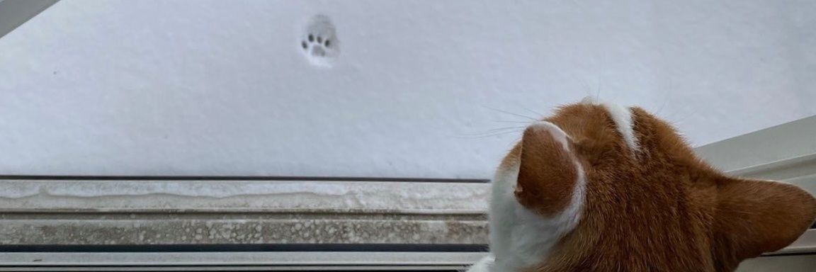_Elcy's profile banner image