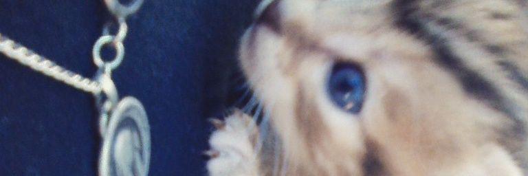 abiparisotto's profile banner image