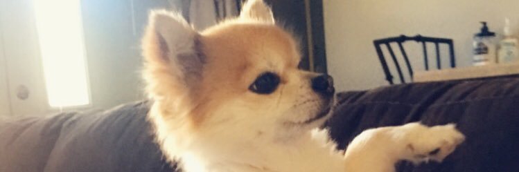 LaydeeSami's profile banner image