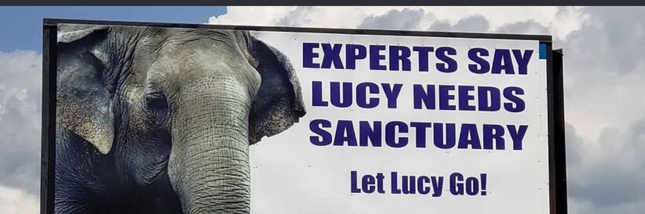 #T4Animals 🐘🦁🦒🐅🦊🦔🐻's banner