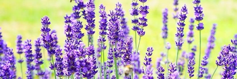 Iva🌼 banner