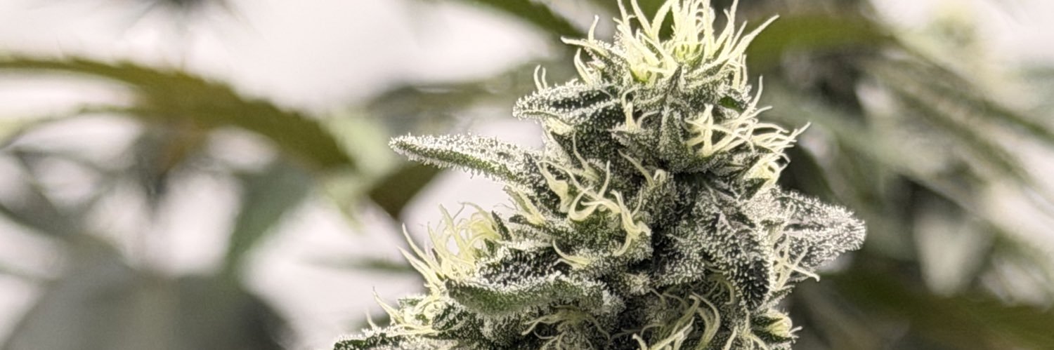 $uicide Deadboy banner