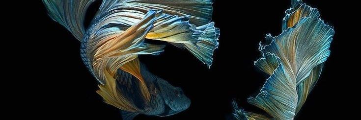 florenceohare's profile banner image