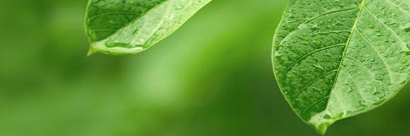greenliteusa's profile banner image