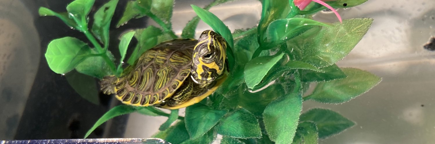 Luke Callahan banner