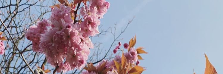 nininianz's profile banner image