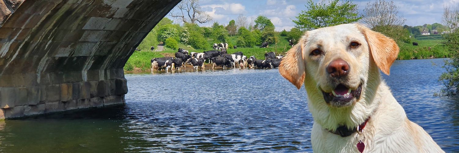 Grace O'Duffy banner