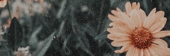 MacaMataloni's profile banner image