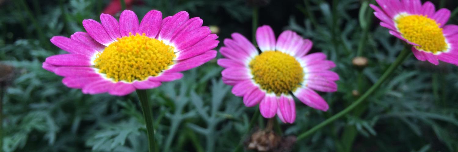 babellebubu's profile banner image