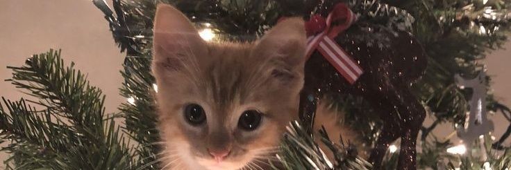 M_celeste04's profile banner image