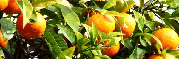 OCCAMFT Profile Banner