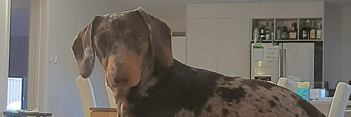 Genelleeee's profile banner image