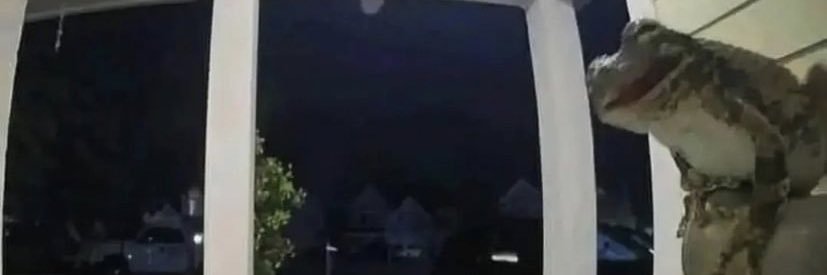 speedylulz's profile banner image