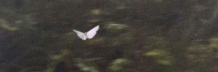 sara's banner