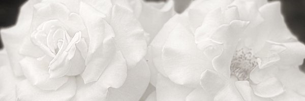 angeblance___ Profile Banner