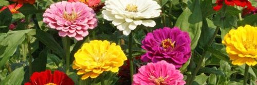 SunshineAndLead's profile banner image
