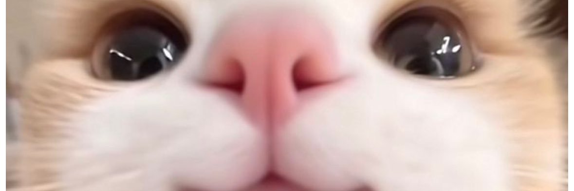 姫宮もか🎀🐾 banner