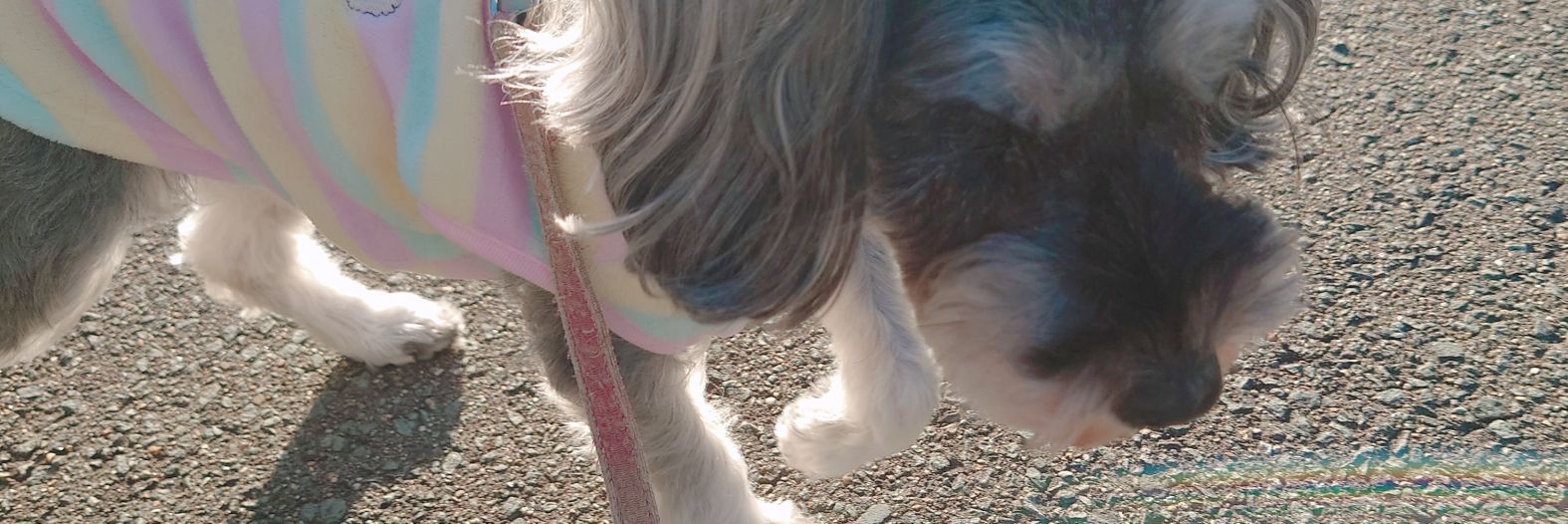 Cherry🍒🐕 banner