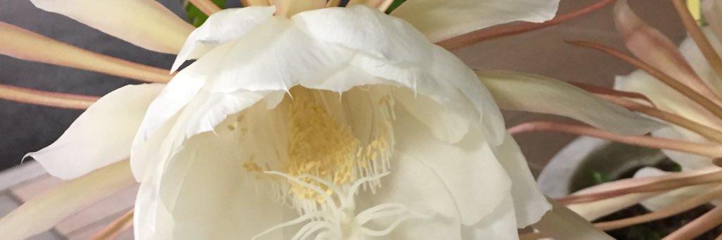 ドラゴン 横槍セレクター banner