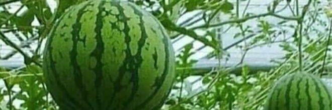 pepoGUD's profile banner image