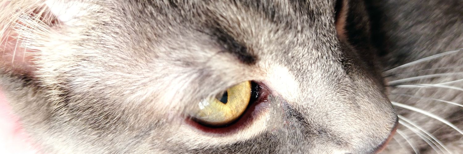 Allen Cortés banner