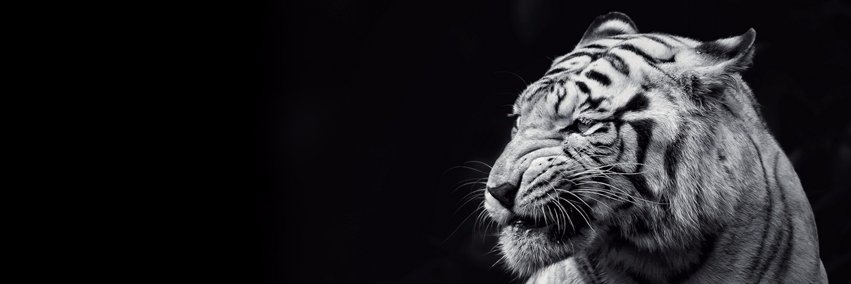 A_Rebelde_17's profile banner image
