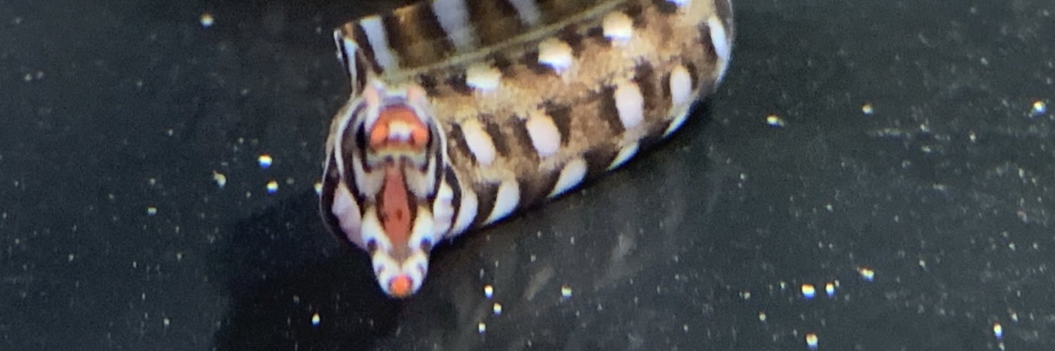 グラサン🕶️#奇々海々🌊 banner