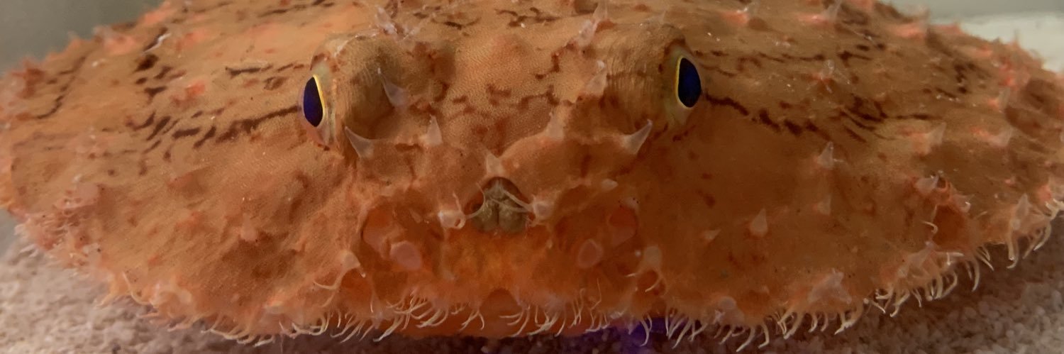 Groundlike_'s profile banner image