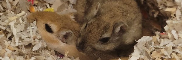 NickSubocz Profile Banner