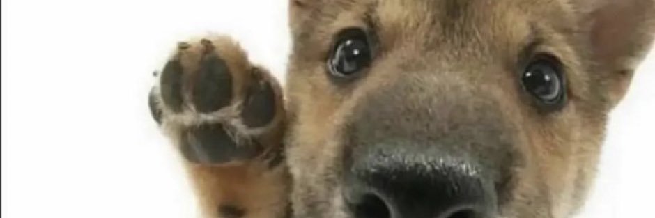 RuhRohRory's profile banner image