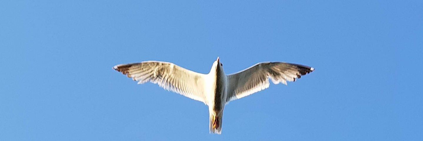 Vladimir Kostic banner