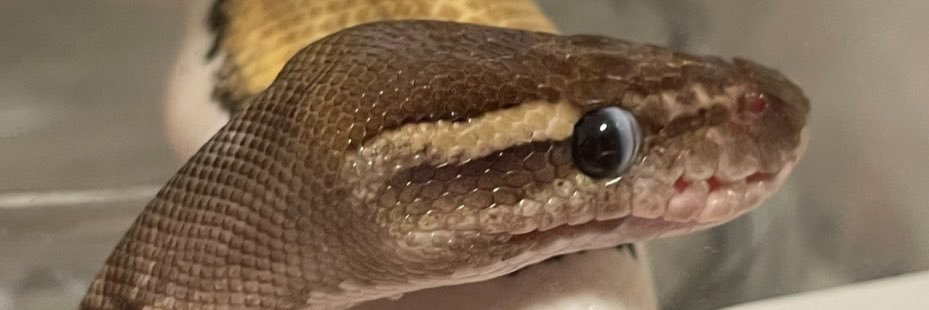 pypo! 🇵🇸 banner