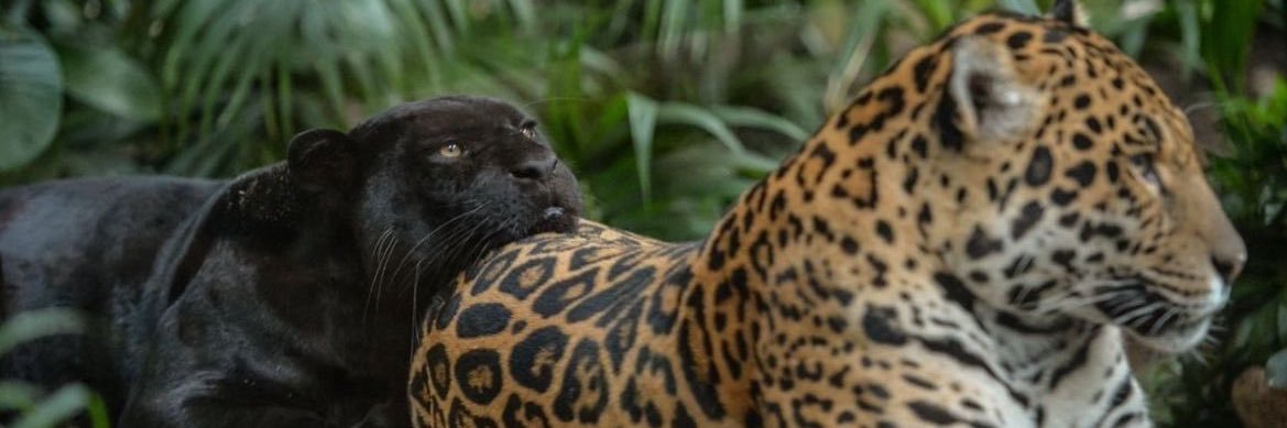 Jarbinhu's profile banner image