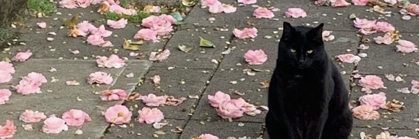 cplsdont's profile banner image