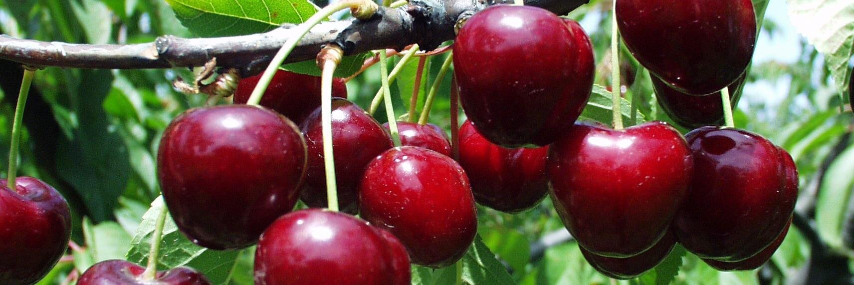 cherrysearch's profile banner image