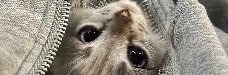 lilie banner