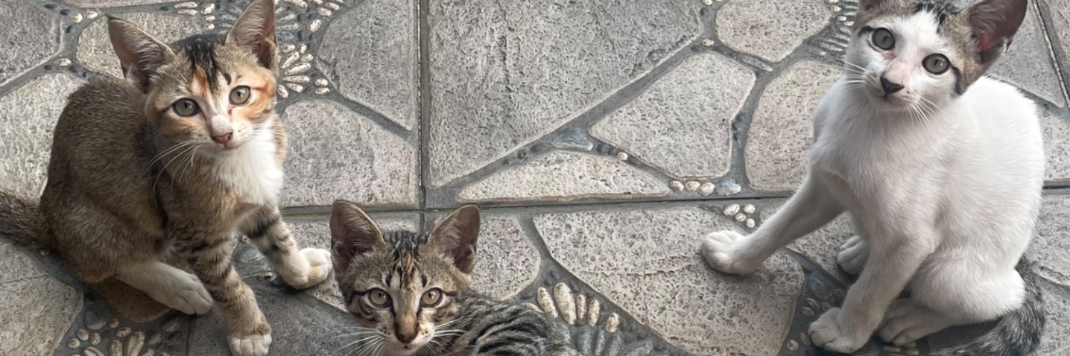 Arya Nayaka W banner