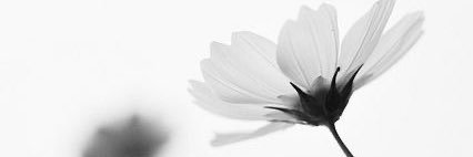 PilaarAndreeaa's profile banner image