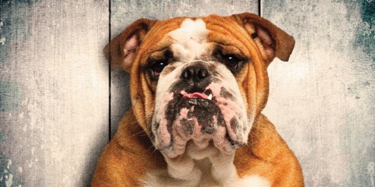 BDOGPROTECTION's profile banner image