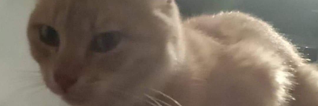 Lazannaguy RELOAD banner