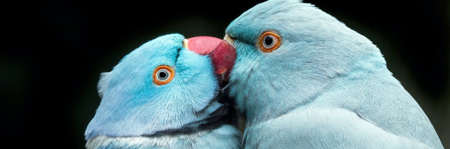 DailyAnimalsVid's profile banner image