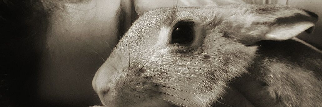 rubycamero's profile banner image