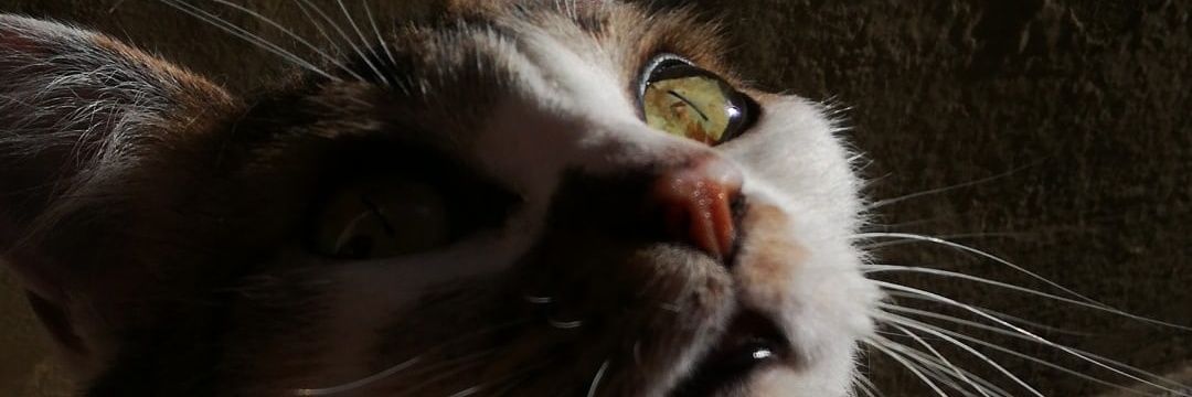 trajesandi4's profile banner image